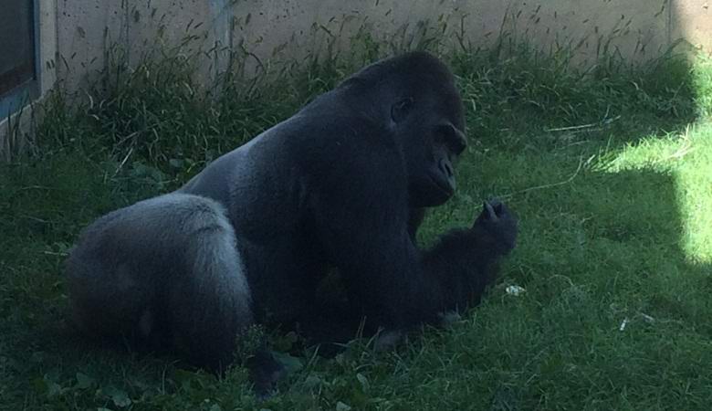 Der Gorilla im Philadelphia Zoo hat gelernt, sich wie ein Mann zu benehmen.