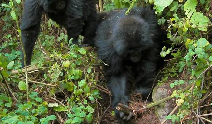 Gorillas haben gelernt, Wilderer zu bekämpfen