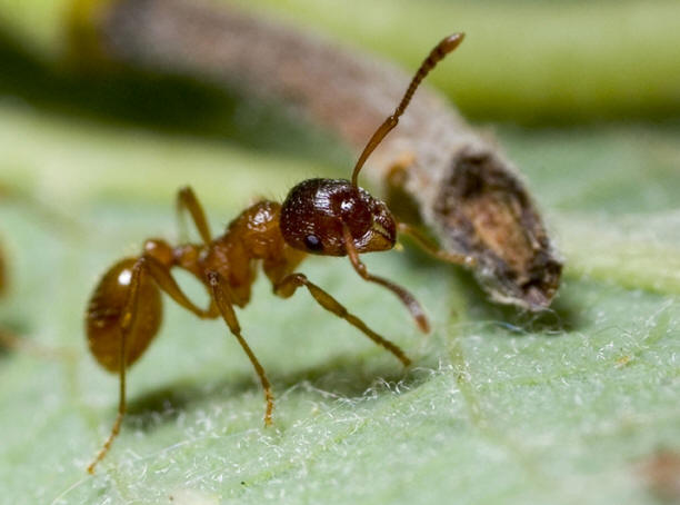 Cordyceps-Pilze sind diejenigen, die Insekten in Zombies verwandeln.