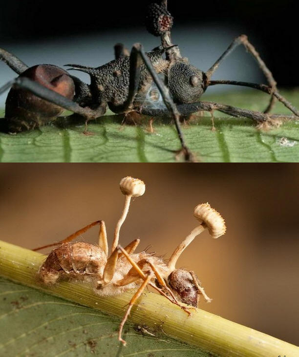 Cordyceps-Pilze sind diejenigen, die Insekten in Zombies verwandeln.