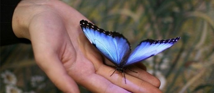 Gutes Omen - der Schmetterling flog aus dem Fenster