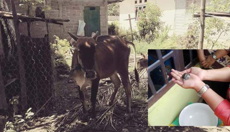 Indonesischer Bauer beansprucht seine Kuh