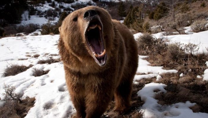 Interessantes Video: Ein Bär greift einen Mann an