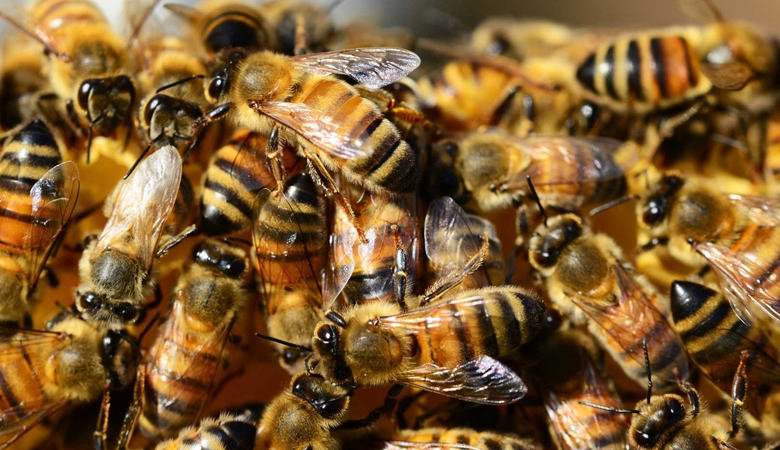 Die spanische Familie entdeckte 80.000 Bienen in der Wand ihres Schlafzimmers.