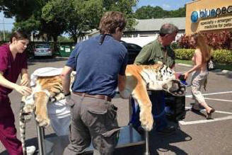 Zwei Kilogramm Wollklumpen wurden von einem Tiger gezogen