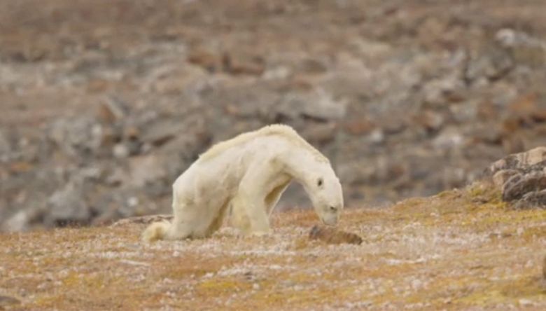 Der hungrige Eisbär schockierte den Fotografen