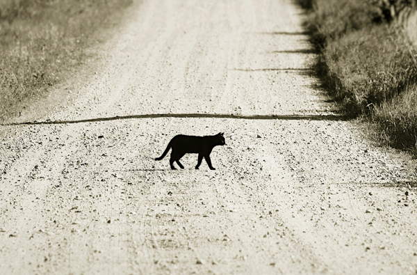 schwarze Katze rennt über die Straße 