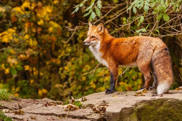 Warum träumen Menschen von Bildern wilder Tiere? 