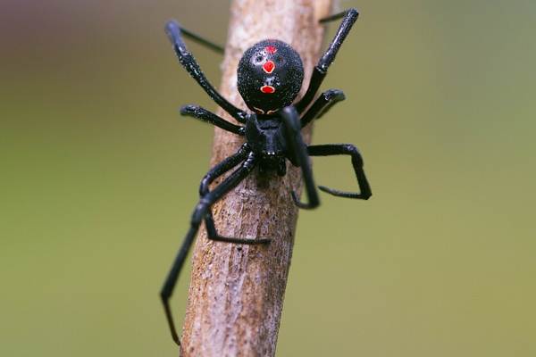 Warum eine Spinne zu Hause sehen? 