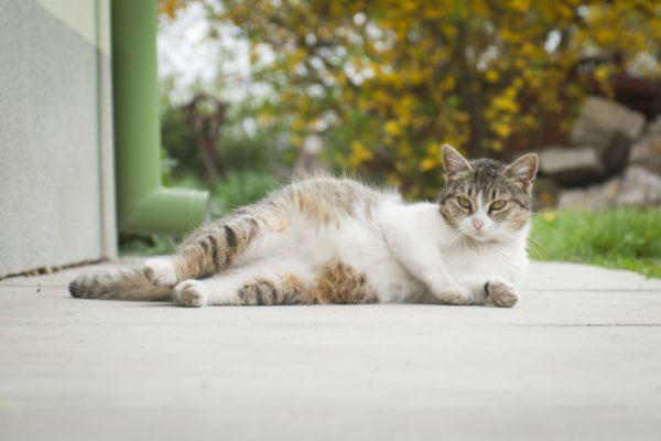 Warum träumt eine schwangere Katze? 