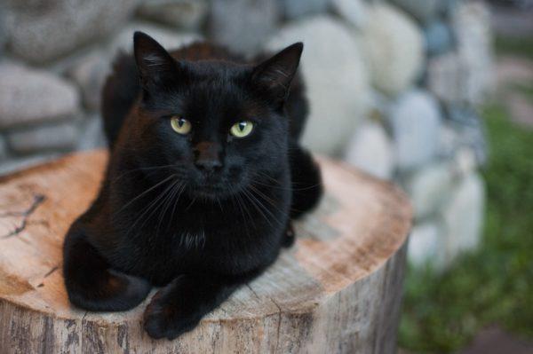 Warum träumt eine schwarze Katze?  