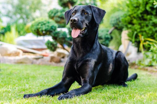 Warum träumt der schwarze Hund? 