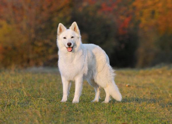 Warum träumt der weiße Hund? 