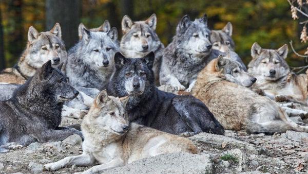 Warum von einem Wolfsrudel träumen? 