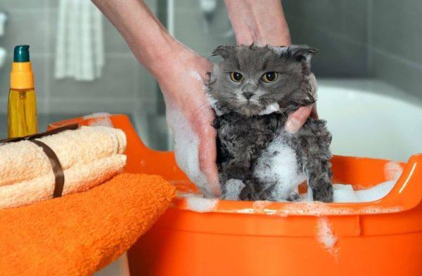 Warum davon träumen, eine Katze zu waschen? 