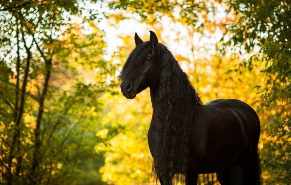 Wovon träumte das schwarze Pferd - die Interpretation berühmter Traumbücher 