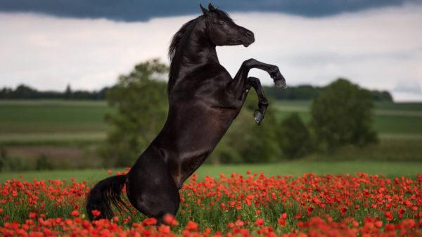 Wovon träumte das schwarze Pferd - die Interpretation berühmter Traumbücher 