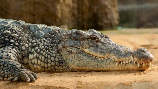 Warum träumt das Krokodil? 