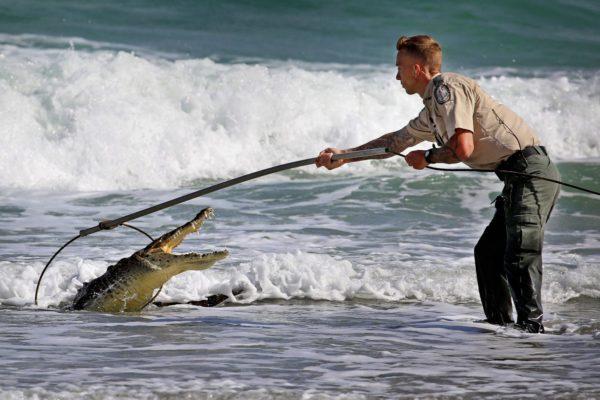 Warum davon träumen, ein Krokodil zu fangen? 