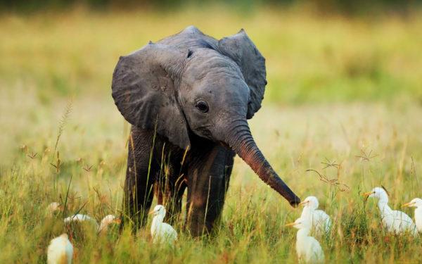 Warum träumt der Elefant? 