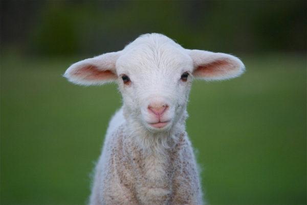 Warum träumt das Lamm? 