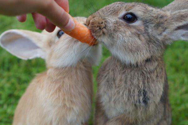 Warum träumt der Hase? 