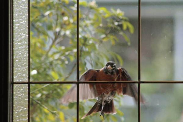 Der Vogel schlägt aus dem Fenster 