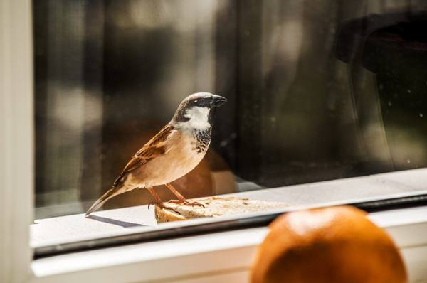 Vogel in der Nähe des Fensters 