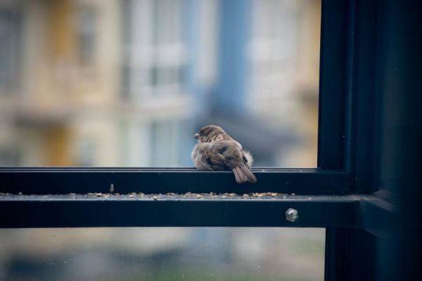 Spatz am Fenster 