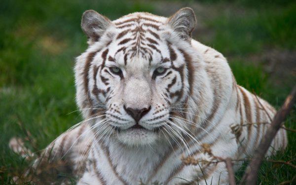 Träumte von einem großen weißen Tiger 