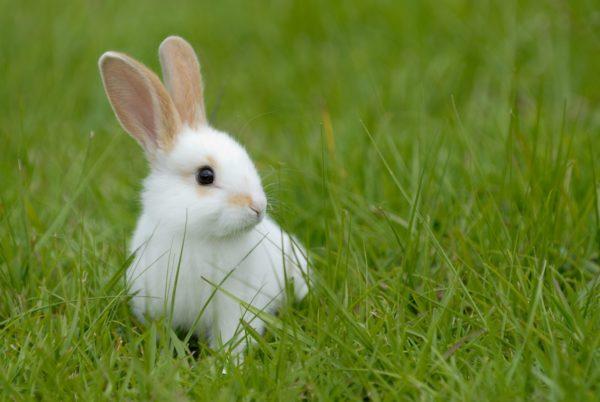 Warum träumt das Kaninchen? 