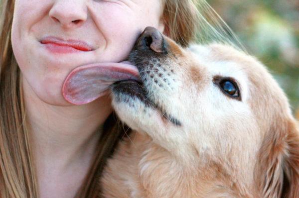 Der Hund ist schmeichelhaft 