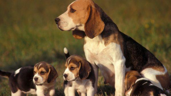  Warum von einem Hund mit Welpen träumen? 