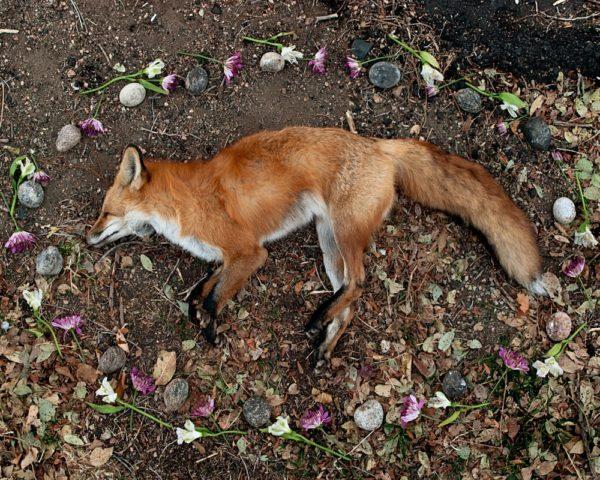 Warum träumen tote Tiere? 