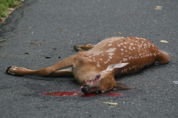 Warum träumen tote Tiere? 