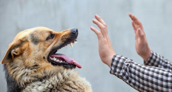 Obdachloser Hund 