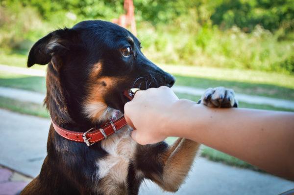 Hat geholfen, den angreifenden Hund abzuwehren 