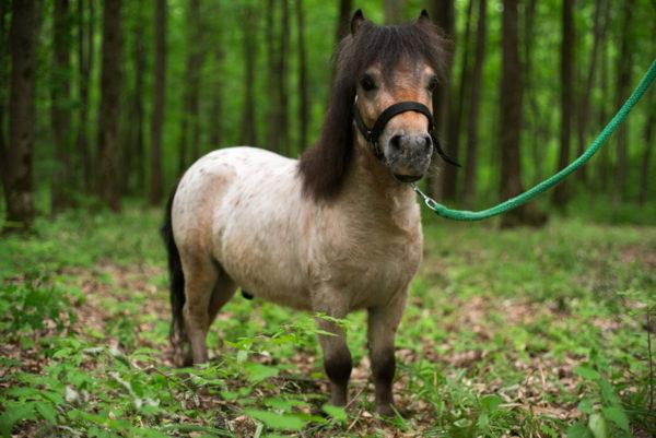  Warum träumen Ponys? 