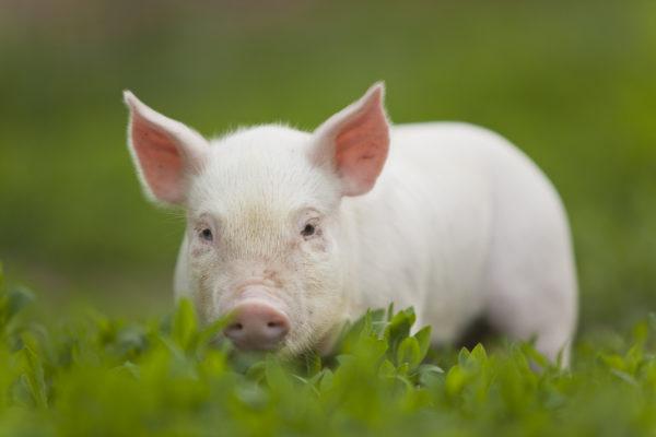 Warum träumt das Schwein? 