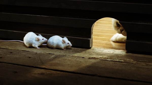 Warum erscheinen Mäuse im Haus? 