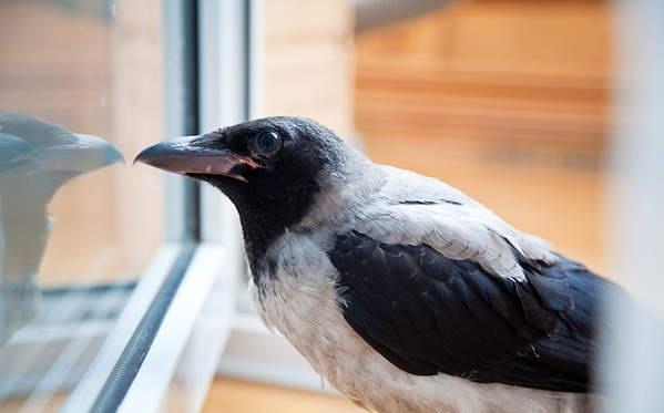 Krähe klopft an das Fenster 