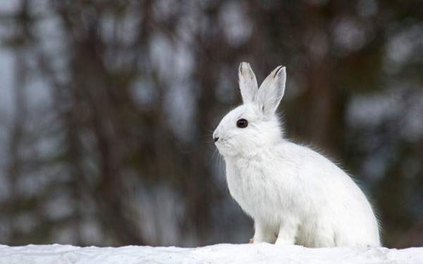 Warum überquert der Hase die Straße? 