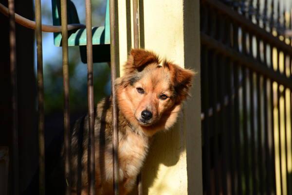 Hund am Zaun 