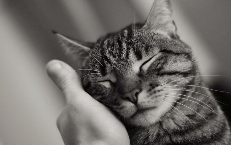 Wie lange muss man eine Katze streicheln, um Stress abzubauen - Wissenschaftler haben es herausgefunden