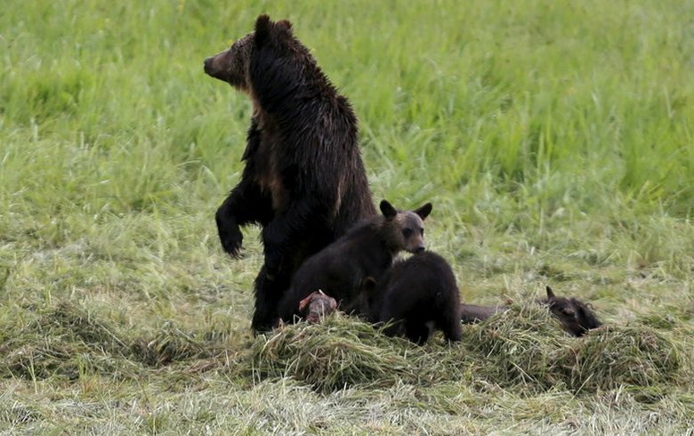 Wie aus dem Tierschutzgesetz Teddybären wurden