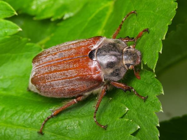 Schilder mit Insekten 