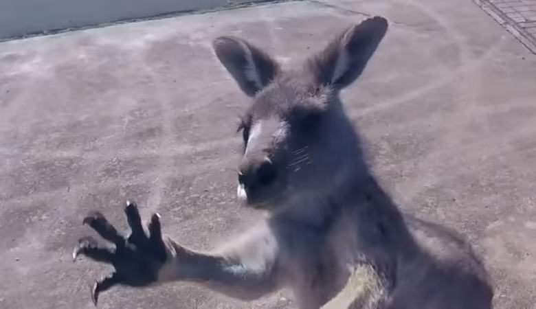 Das Känguru hat den Landegleitschirm angegriffen