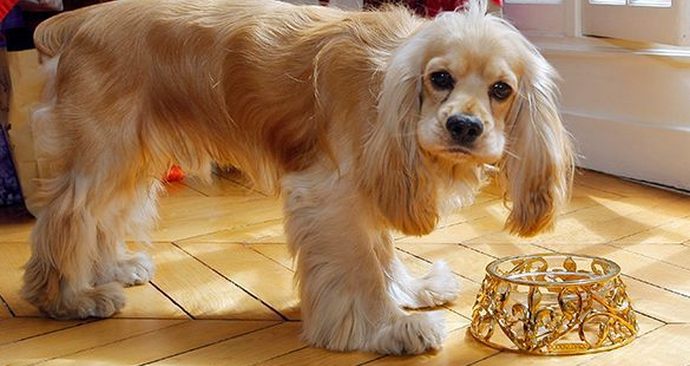 Wenn Hunde teurer werden als Kinder