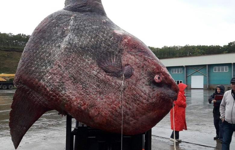 Der kolossale Mondfisch wurde auf den Kurilen gefangen