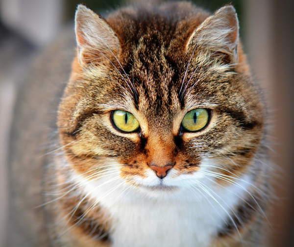 Katze im Haus - Volkszeichen 